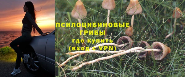 прущие грибы Михайлов